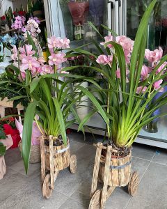 Ανθοπωλείο Άγιος Κωσταντίνος Αιτωλοακαρνανίας, στολισμοί Άγιος Κωσταντίνος Αιτωλοακαρνανίας, είδη γάμου Άγιος Κωσταντίνος, είδη βάφτισης Άγιος Κωσταντίνος, ανθοδέσμες Άγιος Κωσταντίνος Αιτωλοακαρνανίας, λουλούδια Άγιος Κωσταντίνος Αιτωλοακαρνανίας, μπουκέτα λουλουδιών Άγιος Κωσταντίνος, Melva