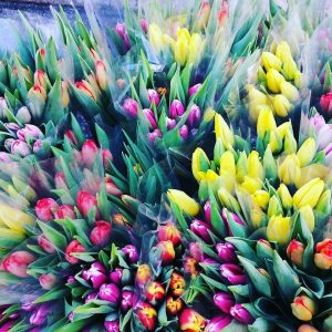 Ανθοπωλείο Πετρούπολη, άνθη Πετρούπολη, φυτά Πετρούπολη, μπουκέτα Πετρούπολη, ανθοδέσμες Πετρούπολη. Λιπάσματα Πετρούπολη, χώμα φύτευσης Πετρούπολη, είδη κήπου Πετρούπολη, Βασιλόπουλος