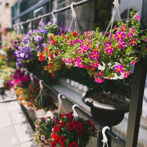 Ανθοπωλείο Δραβήσκος Σερρών, λουλούδια Δραβήσκος Σερρών, γλάστρες Δραβήσκος Σερρών. Φυτά εσωτερικού χώρου Δραβήσκος Σερρών, φυτά εξωτερικού χώρου Δραβήσκος Σερρών, στολισμοί Δραβήσκος Σερρών. Ανθοπωλεία Δραβήσκος Σερρών, Ανθόκοσμος