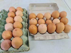 Βιολογικά αυγά Χάνια Βασιλακίου Λακωνίας, εμπόριο αυγών Χάνια Βασιλακίου Λακωνίας, παραγωγή αυγών Χάνια Βασιλακίου Λακωνίας, πτηνοτροφείο Χάνια Βασιλακίου Λακωνίας, Giannakos