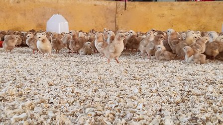 Many fluffy chicks gathered on a bedding-covered floor in a poultry barn, with a white waterer in the background.