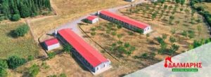Βιολογικά κοτόπουλα Τρίπολη, κτηνοτροφικά προϊόντα Τρίπολη, πτηνοτροφείο Τρίπολη, εκτροφείο Τρίπολη, κοτόπουλα ολόκληρα Τρίπολη, στήθος κοτόπουλο Τρίπολη, μπούτι κοτόπουλο Τρίπολη, Δάλμαρης