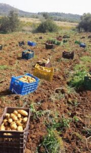 Βιολογικά οπωροκηπευτικά Αφίδνες, βιολογικές ντομάτες Αφίδνες, βιολογικά αγγούρια Αφίδνες, εμπόριο ροδάκινων Αφίδνες, εμπόριο πατάτας Αφίδνες, εμπόριο κολοκυθιών Αφίδνες, Κουτσούκου