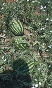 Βιολογικά οπωροκηπευτικά Αφίδνες, βιολογικές ντομάτες Αφίδνες, βιολογικά αγγούρια Αφίδνες, εμπόριο ροδάκινων Αφίδνες, εμπόριο πατάτας Αφίδνες, εμπόριο κολοκυθιών Αφίδνες, Κουτσούκου