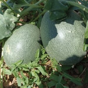 Βιολογικά οπωροκηπευτικά Αφίδνες, βιολογικές ντομάτες Αφίδνες, βιολογικά αγγούρια Αφίδνες, εμπόριο ροδάκινων Αφίδνες, εμπόριο πατάτας Αφίδνες, εμπόριο κολοκυθιών Αφίδνες, Κουτσούκου