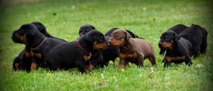 Εκπαιδευτής σκύλων Νέα Πέραμος, εκπαίδευση σκύλου Νέα Πέραμος, σχολή εκπαίδευσης σκύλου Νέα Πέραμος, εκπαίδευση σωματοφυλακής Νέα Πέραμος, φύλαξη χώρου Νέα Πέραμος, Liounis