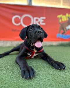 Εκπαίδευση σκύλων Αχαρνές, εκπαιδευτής σκύλων Αχαρνές, προεκπαίδευση κουταβιού Αχαρνές, βασική υπακοή Αχαρνές, agility club Αχαρνές, ομαδικά μαθήματα εκπαίδευσης Αχαρνές, dog park Αχαρνές, Tatoi