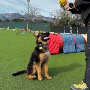 Εκπαίδευση σκύλων Αχαρνές, εκπαιδευτής σκύλων Αχαρνές, προεκπαίδευση κουταβιού Αχαρνές, βασική υπακοή Αχαρνές, agility club Αχαρνές, ομαδικά μαθήματα εκπαίδευσης Αχαρνές, dog park Αχαρνές, Tatoi
