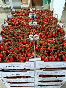 Εμπόριο οπωροκηπευτικών Κουντουρά Χανίων, λαχανικά Κουντουρά Χανίων, φρούτα Κουντουρά Χανίων, συσκευασία οπωροκηπευτικών Κουντουρά Χανίων, τυποποίηση προϊόντων Κουντουρά Χανίων, Αμούντζας