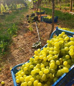 Εμπόριο σταφυλιών Ελευθέρες Καβάλας, κόκκινα σταφύλια Ελευθέρες Καβάλας, πράσινα σταφύλια Ελευθέρες Καβάλας, χονδρικό εμπόριο σταφυλιών Ελευθέρες Καβάλας, τυποποιημένα σταφύλια Ελευθέρες Καβάλας, Σπανδωνίδης 