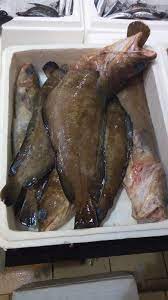 Εμπόριο ψαριών Ιχθυόσκαλα Κερατσίνι, χονδρικό εμπόριο ψαριών Ιχθυόσκαλα Κερατσίνι, φρέσκα ψάρια Ιχθυόσκαλα Κερατσίνι, θαλασσινά Ιχθυόσκαλα Κερατσίνι, οστρακοειδή Ιχθυόσκαλα Κερατσίνι, ντόπια ψάρια Ιχθυόσκαλα Κερατσίνι, Πατρώνα 