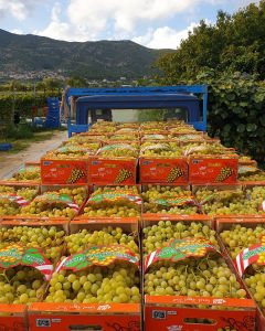 Εμπόριο σταφυλιών Ελευθέρες Καβάλας, κόκκινα σταφύλια Ελευθέρες Καβάλας, πράσινα σταφύλια Ελευθέρες Καβάλας, χονδρικό εμπόριο σταφυλιών Ελευθέρες Καβάλας, τυποποιημένα σταφύλια Ελευθέρες Καβάλας, Σπανδωνίδης 