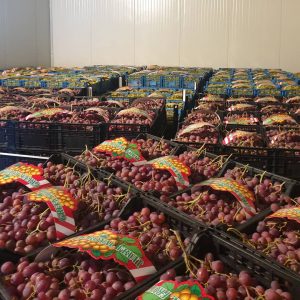 Εμπόριο σταφυλιών Ελευθέρες Καβάλας, κόκκινα σταφύλια Ελευθέρες Καβάλας, πράσινα σταφύλια Ελευθέρες Καβάλας, χονδρικό εμπόριο σταφυλιών Ελευθέρες Καβάλας, τυποποιημένα σταφύλια Ελευθέρες Καβάλας, Σπανδωνίδης 