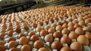 Εμπόριο αυγών Ωραιόκαστρο Θεσσαλονίκης, παραγωγή αυγών Ωραιόκαστρο Θεσσαλονίκης, φρέσκα αυγά Ωραιόκαστρο Θεσσαλονίκης, δίκροκα αυγά Ωραιόκαστρο Θεσσαλονίκης, Καραβασιλικός 