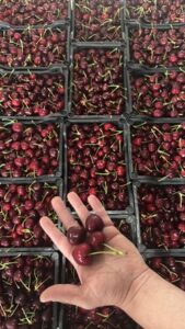 Χονδρικό εμπόριο οπωροκηπευτικών Μενεμένη, εμπόριο λαχανικών Μενεμένη Θεσσαλονίκης, εμπόριο φρούτων Μενεμένη Θεσσαλονίκης, εμπόριο κερασιών Μενεμένη Θεσσαλονίκης, εμπόριο πεπονιών Μενεμένη Θεσσαλονίκης, εμπόριο κολοκυθιών Μενεμένη Θεσσαλονίκης, εμπόριο ροδάκινων Μενεμένη Θεσσαλονίκης, Χατζηκωσταντίνου