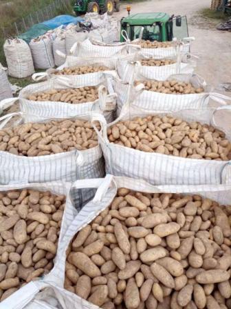 Large white sacks filled with potatoes arranged in an outdoor storage area, with a green tractor in the background.