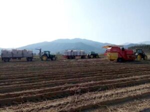 Εμπόριο πατάτας Περιθώρι Δράμας, παραγωγή πατάτας Περιθώρι Δράμας, πατάτες Νευροκοπίου Περιθώρι Δράμας, φρέσκες πατάτες Περιθώρι Δράμας, καλλιέργεια πατάτας Περιθώρι Δράμας, Agroteam