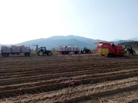 Tractors and trailers lined up on a plowed field with distant hills in the background, ready for harvest.