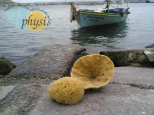 Εμπόριο σφουγγαριών Κάλυμνος, φυσικά σφουγγάρια θαλάσσης Κάλυμνος, λούφες Κάλυμνος, ελαφόπετρες Κάλυμνος, σπόγγοι Κάλυμνος, Physis 
