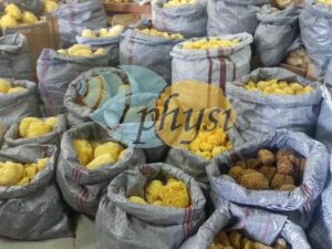 Εμπόριο σφουγγαριών Κάλυμνος, φυσικά σφουγγάρια θαλάσσης Κάλυμνος, λούφες Κάλυμνος, ελαφόπετρες Κάλυμνος, σπόγγοι Κάλυμνος, Physis 