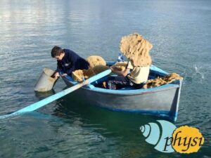 Εμπόριο σφουγγαριών Κάλυμνος, φυσικά σφουγγάρια θαλάσσης Κάλυμνος, λούφες Κάλυμνος, ελαφόπετρες Κάλυμνος, σπόγγοι Κάλυμνος, Physis 