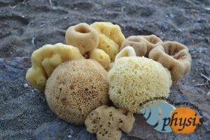 Εμπόριο σφουγγαριών Κάλυμνος, φυσικά σφουγγάρια θαλάσσης Κάλυμνος, λούφες Κάλυμνος, ελαφόπετρες Κάλυμνος, σπόγγοι Κάλυμνος, Physis 