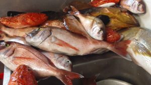 Εστιατόριο Βουρκάρι Κέα, φρέσκα ψάρια Βουρκάρι Κέα, θαλασσινά Βουρκάρι Κέα, μακαρονάδες Βουρκάρι Κέα, ψαρομεζέδες Βουρκάρι Κέα, μαγειρευτά φαγητά Βουρκάρι Κέα, Αρίστος