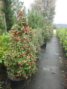 Φυτώριο Μόδι Θεσσαλονίκης, καλλωπιστικά φυτά Μόδι Θεσσαλονίκης, αρωματικά φυτά Μόδι Θεσσαλονίκης, θάμνοι Μόδι Θεσσαλονίκης, καρποφόρα δέντρα Μόδι Θεσσαλονίκης, φοινικοειδή Μόδι Θεσσαλονίκης, super foods Μόδι Θεσσαλονίκης, Modagri