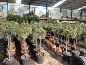 Φυτώριο Μόδι Θεσσαλονίκης, καλλωπιστικά φυτά Μόδι Θεσσαλονίκης, αρωματικά φυτά Μόδι Θεσσαλονίκης, θάμνοι Μόδι Θεσσαλονίκης, καρποφόρα δέντρα Μόδι Θεσσαλονίκης, φοινικοειδή Μόδι Θεσσαλονίκης, super foods Μόδι Θεσσαλονίκης, Modagri