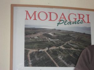 Φυτώριο Μόδι Θεσσαλονίκης, καλλωπιστικά φυτά Μόδι Θεσσαλονίκης, αρωματικά φυτά Μόδι Θεσσαλονίκης, θάμνοι Μόδι Θεσσαλονίκης, καρποφόρα δέντρα Μόδι Θεσσαλονίκης, φοινικοειδή Μόδι Θεσσαλονίκης, super foods Μόδι Θεσσαλονίκης, Modagri