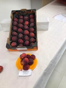 Φυτώριο Βέροια, εμπόριο οπωροφόρων Βέροια, εμπόριο ροδάκινων Βέροια, εμπόριο νεκταρινιών Βέροια, εμπόριο δαμάσκηνων Βέροια, εμπόριο βερίκοκων Βέροια, εμπόριο κερασιών Βέροια, Balkan Agro 