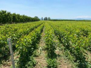 Φυτώριο Βέροια, εμπόριο οπωροφόρων Βέροια, εμπόριο ροδάκινων Βέροια, εμπόριο νεκταρινιών Βέροια, εμπόριο δαμάσκηνων Βέροια, εμπόριο βερίκοκων Βέροια, εμπόριο κερασιών Βέροια, Balkan Agro 