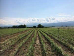 Φυτώριο Βέροια, εμπόριο οπωροφόρων Βέροια, εμπόριο ροδάκινων Βέροια, εμπόριο νεκταρινιών Βέροια, εμπόριο δαμάσκηνων Βέροια, εμπόριο βερίκοκων Βέροια, εμπόριο κερασιών Βέροια, Balkan Agro 