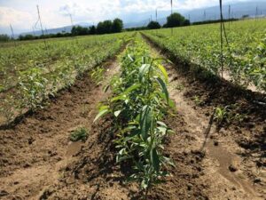 Φυτώριο Βέροια, εμπόριο οπωροφόρων Βέροια, εμπόριο ροδάκινων Βέροια, εμπόριο νεκταρινιών Βέροια, εμπόριο δαμάσκηνων Βέροια, εμπόριο βερίκοκων Βέροια, εμπόριο κερασιών Βέροια, Balkan Agro 