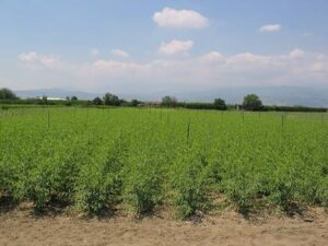 Φυτώριο Βέροια, εμπόριο οπωροφόρων Βέροια, εμπόριο ροδάκινων Βέροια, εμπόριο νεκταρινιών Βέροια, εμπόριο δαμάσκηνων Βέροια, εμπόριο βερίκοκων Βέροια, εμπόριο κερασιών Βέροια, Balkan Agro 