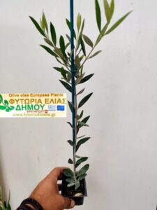 Φυτώριο ελιάς Μονόβρυση Σερρών, καρποφόρα φυτά Μονόβρυση Σερρών, ελιά κορωνέικη Μονόβρυση Σερρών, ελιά μαστοειδής Μονόβρυση Σερρών, ελιά μεγάρων Μονόβρυση Σερρών, ελιά Θασίτικη Μονόβρυση Σερρών, ελιά γαλάτισας Μονόβρυση Σερρών, ελιά Κοθρέικη Μονόβρυση Σερρών, Δήμου 