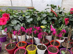 Φυτώριο Κομοτηνή, φυτά Κομοτηνή, λιπάσματα Κομοτηνή, φυτοφάρμακα Κομοτηνή, φυτοχώματα Κομοτηνή, κατασκευή κήπων Κομοτηνή, συντήρηση κήπων Κομοτηνή, Φυτόραμα