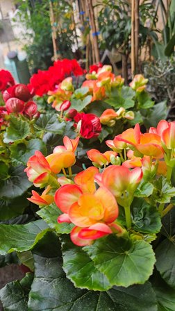 Cluster of orange and yellow begonia flowers with green leaves in a garden planter.
