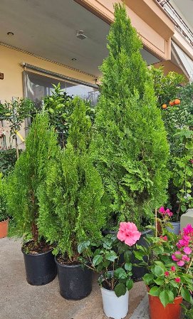 Row of potted evergreen shrubs and pink hibiscus flowers lined up on a sidewalk outside a shop.