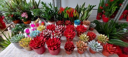 Assorted colorful succulent plants in small red pots arranged on a table.
