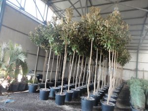 Φυτώριο Μόδι Θεσσαλονίκης, καλλωπιστικά φυτά Μόδι Θεσσαλονίκης, αρωματικά φυτά Μόδι Θεσσαλονίκης, θάμνοι Μόδι Θεσσαλονίκης, καρποφόρα δέντρα Μόδι Θεσσαλονίκης, φοινικοειδή Μόδι Θεσσαλονίκης, super foods Μόδι Θεσσαλονίκης, Modagri