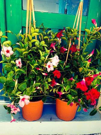 Two terracotta pots with flowering vines in pink, white, and red blooms, hanging on a bright turquoise wall.