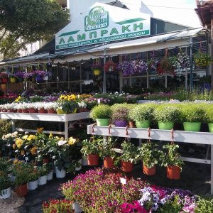 Φυτώριο Ιεράπετρα, άνθη Ιεράπετρα, φυτά Ιεράπετρα, εσωτερικά φυτά Ιεράπετρα, εξωτερικά φυτά Ιεράπετρα, καρποφόρα δέντρα Ιεράπετρα. Είδη κήπου Ιεράπετρα, αρχιτεκτονική κήπου Ιεράπετρα, κηπευτικά Ιεράπετρα. Φυτώριο Ιεράπετρα, άνθος Ιεράπετρα, φυτό Ιεράπετρα, εσωτερικό φυτό Ιεράπετρα, εξωτερικό φυτό Ιεράπετρα, καρποφόρο δέντρο Ιεράπετρα. Είδος κήπου Ιεράπετρα, αρχιτεκτονική κήπων Ιεράπετρα, κηπευτικό Ιεράπετρα. Κέντρο Κήπου Λαμπράκη