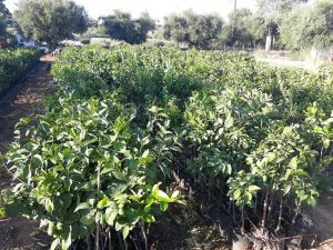 Φυτώριο Κάτω Αλισσός Αχαΐας, οπωροφόρα δένδρα Κάτω Αλισσός Αχαΐας, εσπεριδοειδή Κάτω Αλισσός Αχαΐας. Ελαιόδεντρα Κάτω Αλισσός Αχαΐας, Ζαφειρόπουλος