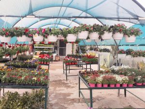 Φυτώριο Διάβα Τρικάλων, καλλωπιστικά φυτά Διάβα Τρικάλων, δένδρα Διάβα Τρικάλων, φυτόχωμα Διάβα Τρικάλων. Λίπασμα Διάβα Τρικάλων, φυτοφάρμακα Διάβα Τρικάλων, στολισμός εκδηλώσεων Διάβα Τρικάλων. Φυτώρια Διάβα Τρικάλων, Κηποδημιουργίες