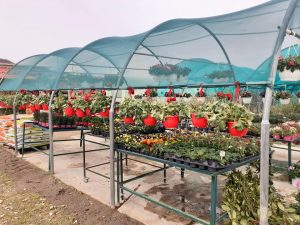 Φυτώριο Διάβα Τρικάλων, καλλωπιστικά φυτά Διάβα Τρικάλων, δένδρα Διάβα Τρικάλων, φυτόχωμα Διάβα Τρικάλων. Λίπασμα Διάβα Τρικάλων, φυτοφάρμακα Διάβα Τρικάλων, στολισμός εκδηλώσεων Διάβα Τρικάλων. Φυτώρια Διάβα Τρικάλων, Κηποδημιουργίες