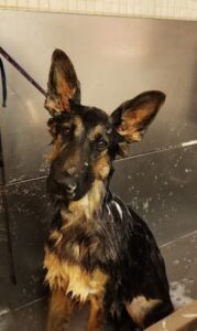 Pet grooming Ζάκυνθος Γαϊτάνι, περιποίηση κατοικιδίων Ζάκυνθος Γαϊτάνι, εκπαίδευση κατοικιδίων Ζάκυνθος Γαϊτάνι, pet shop Ζάκυνθος Γαϊτάνι, Love & Care