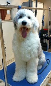 Pet grooming Ζάκυνθος Γαϊτάνι, περιποίηση κατοικιδίων Ζάκυνθος Γαϊτάνι, εκπαίδευση κατοικιδίων Ζάκυνθος Γαϊτάνι, pet shop Ζάκυνθος Γαϊτάνι, Love & Care