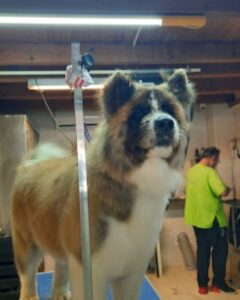 Pet grooming Ζάκυνθος Γαϊτάνι, περιποίηση κατοικιδίων Ζάκυνθος Γαϊτάνι, εκπαίδευση κατοικιδίων Ζάκυνθος Γαϊτάνι, pet shop Ζάκυνθος Γαϊτάνι, Love & Care
