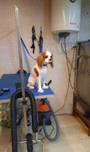 Pet grooming Ζάκυνθος Γαϊτάνι, περιποίηση κατοικιδίων Ζάκυνθος Γαϊτάνι, εκπαίδευση κατοικιδίων Ζάκυνθος Γαϊτάνι, pet shop Ζάκυνθος Γαϊτάνι, Love & Care